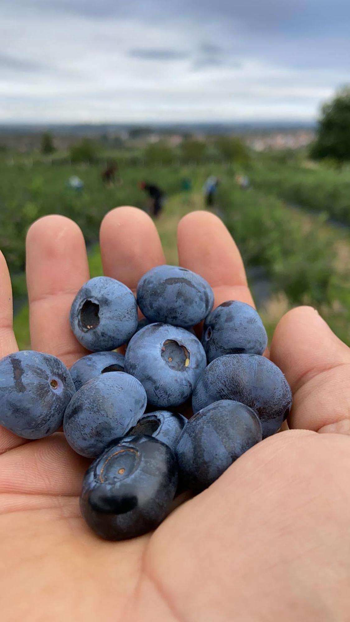 فيلا Quinta Da Cumieira Nova سيا المظهر الخارجي الصورة